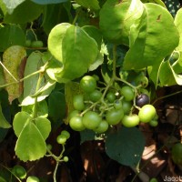 Causonis trifolia (L.) Mabb. & J.Wen